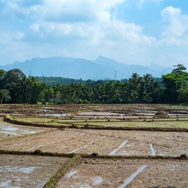 Fields with crops of rice in Sri Lanka
