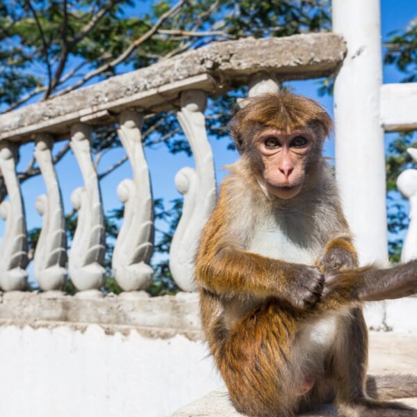 Monkey on Sri Lanka